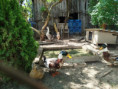 /album/kepgaleria-allatszeretet-napja/499038710-1251508263650412-5480576017227131242-n-jpg/