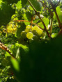 /album/kepgaleria-foto-verseny/612931885-1476514567816446-151053717224113946-n-jpg/